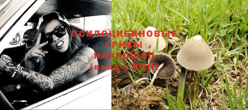 Псилоцибиновые грибы Psilocybine cubensis  где продают наркотики  Богданович 