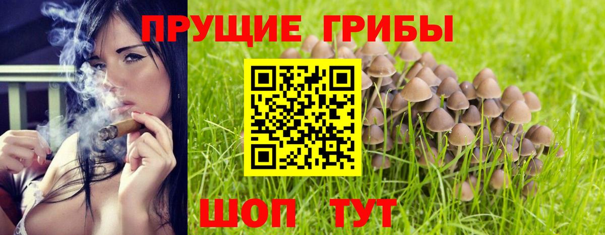 Галлюциногенные грибы Cubensis  где можно купить наркотик  Богданович  Вход с VPN 